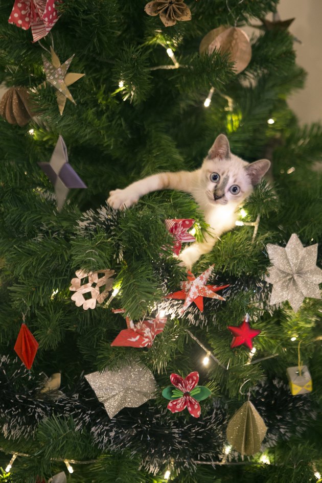 Kitten in a Christmas tree