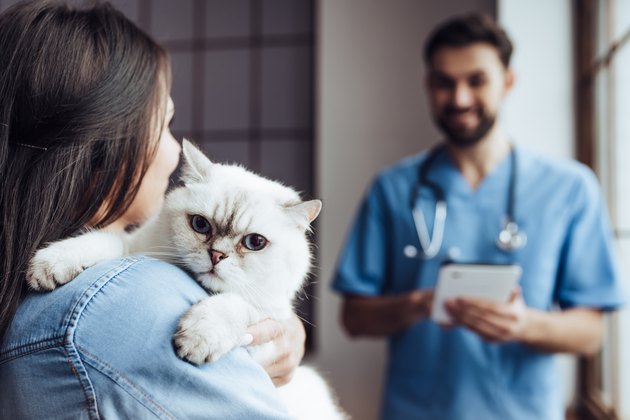 cat and person approaching veterinarian at clinic