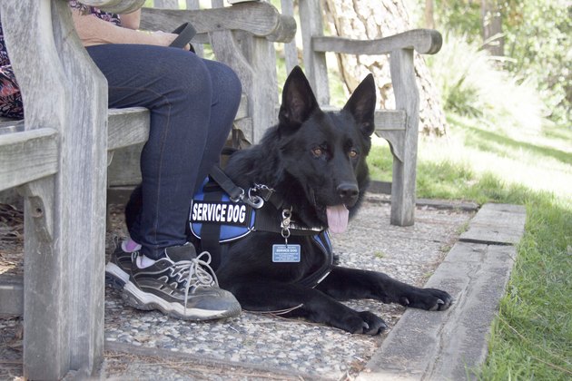 Low section of man sitting on bench with German Shepherd service dog