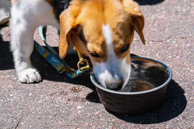 beagle dog drinking water out of a metal bowl