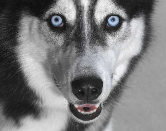 Siberian husky, close-up