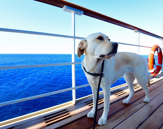 Labrador Retriever