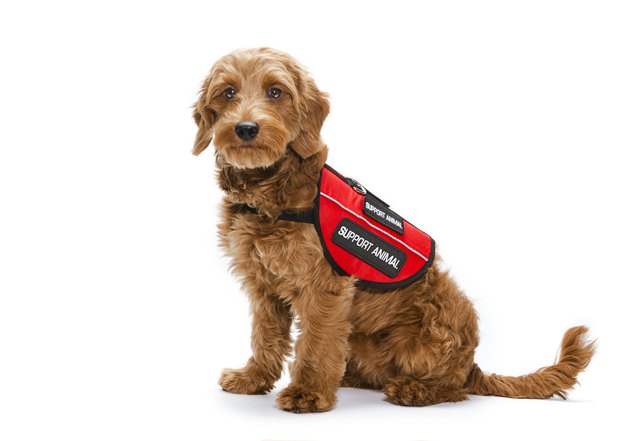 Service puppy portrait on white background