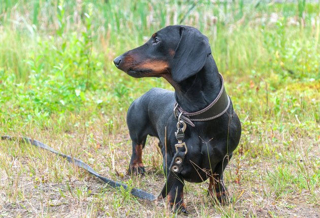 dachshund