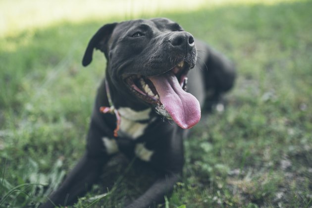 Dog happiness