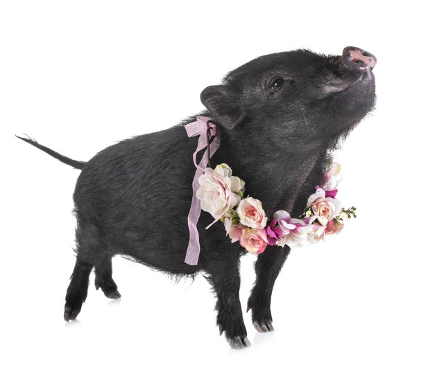 vietnamese pig