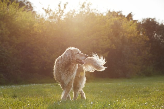 Golden Retriever in park at sunset