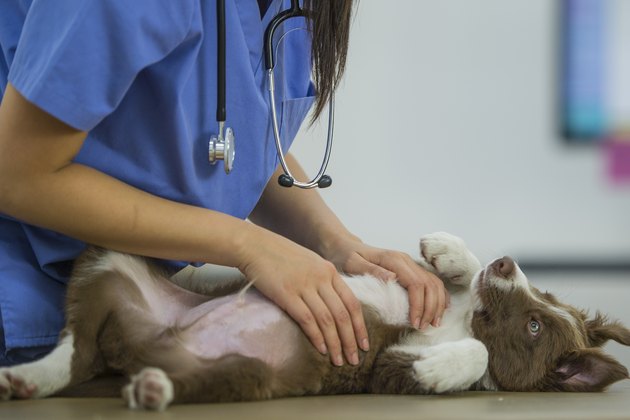 Border Collie Gets a Rub from Vet