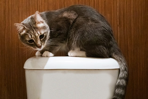 young grey cat is sitting on a toilet bowl