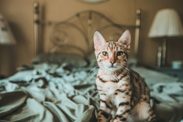 Bengal Kitten Looking At Camera