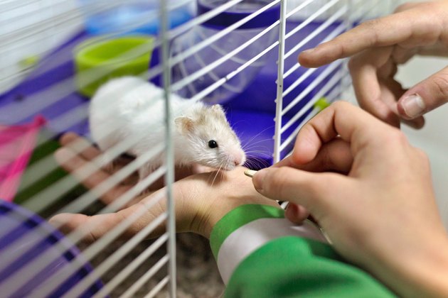 Children feeding a hamster through the door of its cage