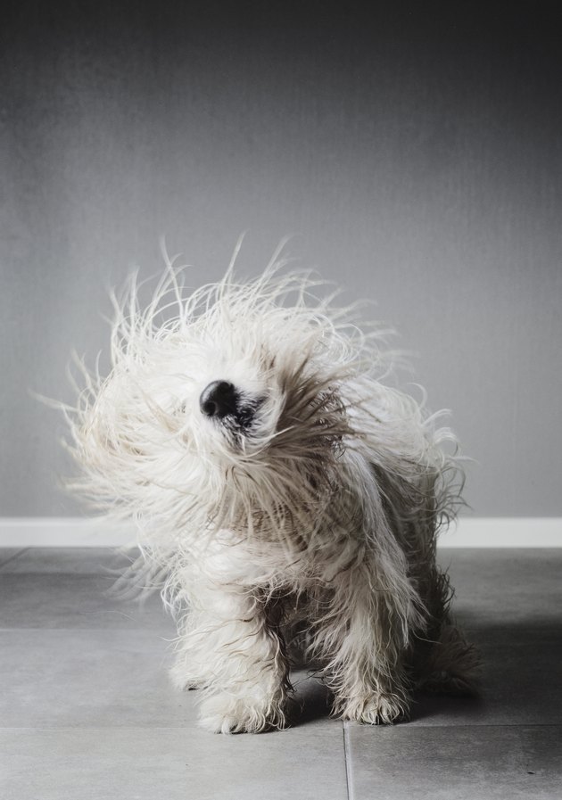Coton de tulear dog shaking itself to dry its fur