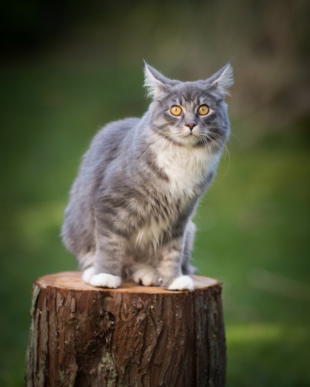 maine coon