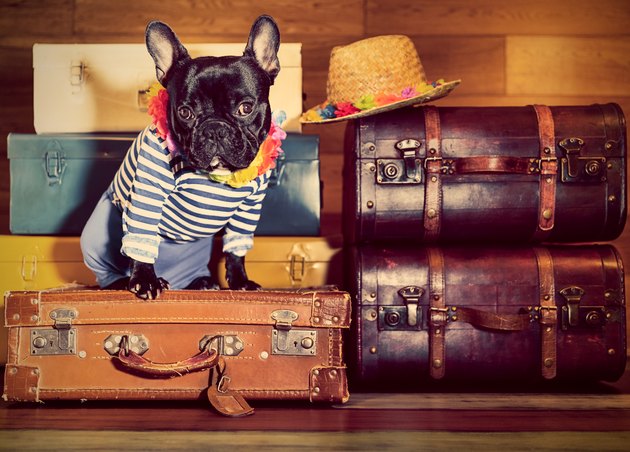 French Bulldog on suitcases