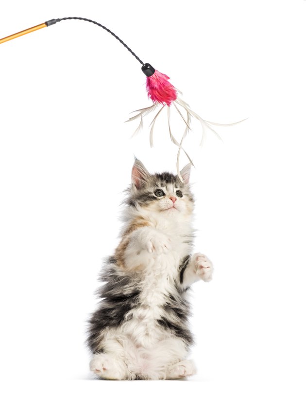 cat playing with toy