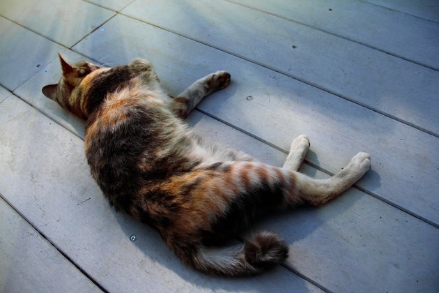 three legs cat sleeping on white floor in the morning after eating