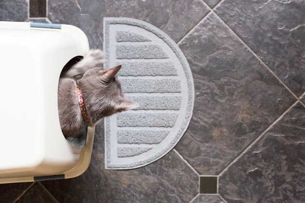 A cat using a litterbox