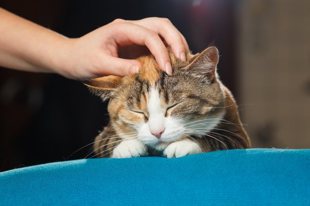 Hand of person stroking head of cute ginger cat