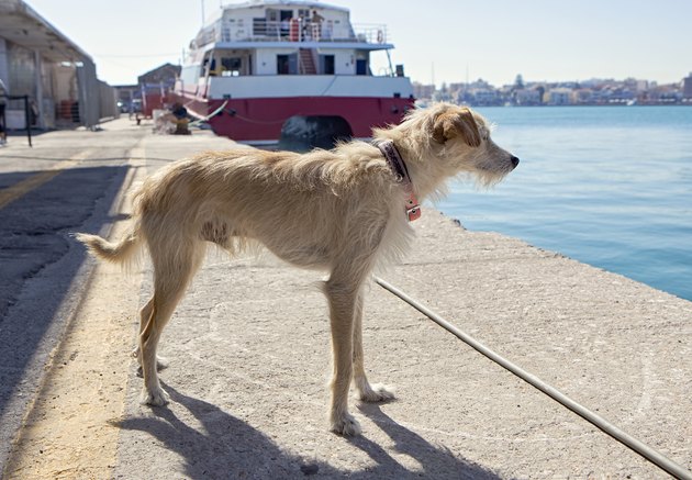 port whit dog