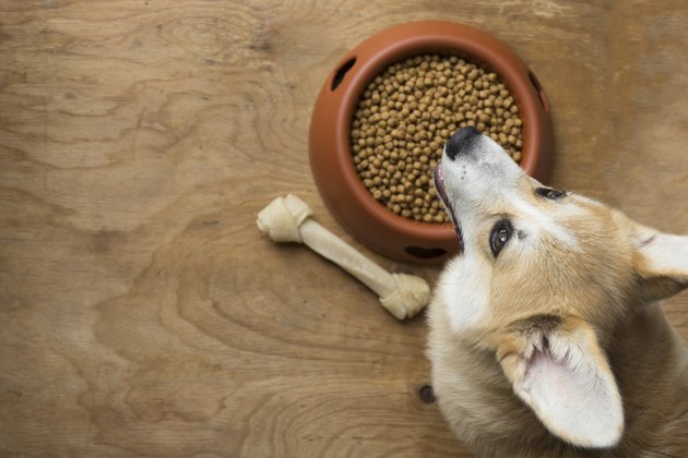 corgi dog beside a bowl of kibble food and a bone