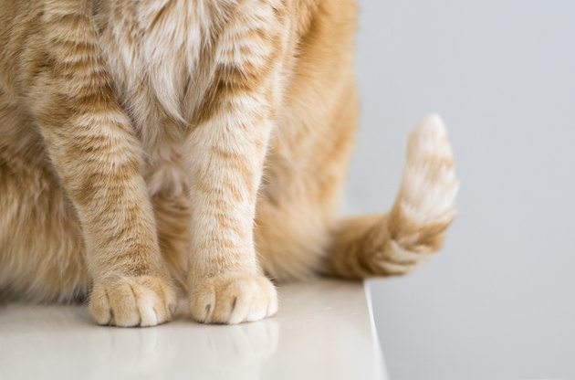 Primer plano de las patas de un gato