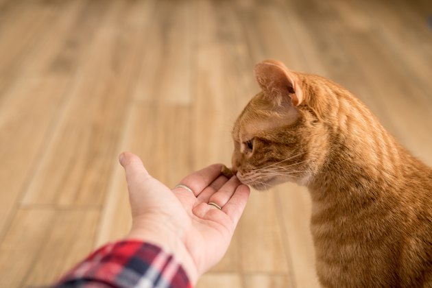 Side view of a tabby cat eating a treat from a hand