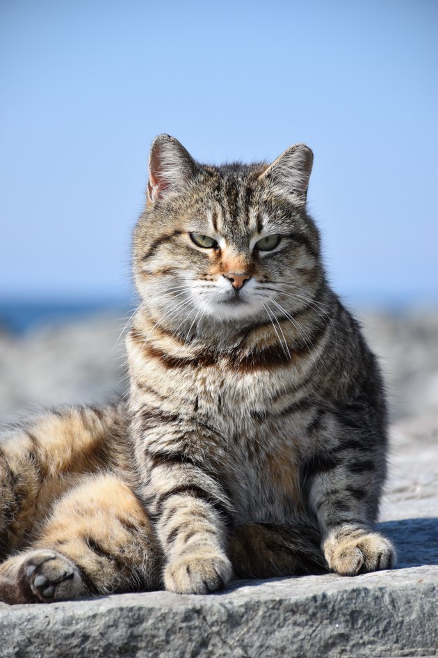 poor cat portrait
