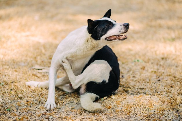 Itchy dog try to scratching its skin.