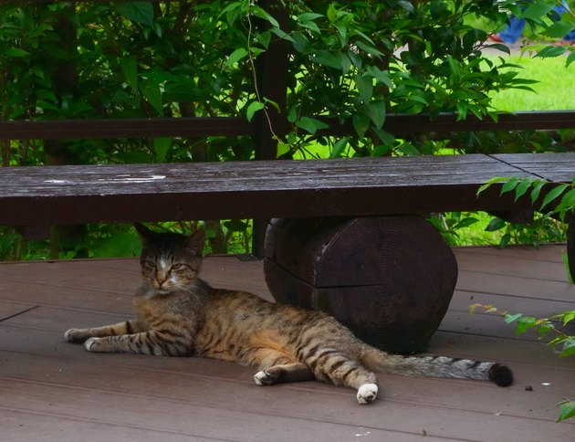 Cat under a shady bench outdoors