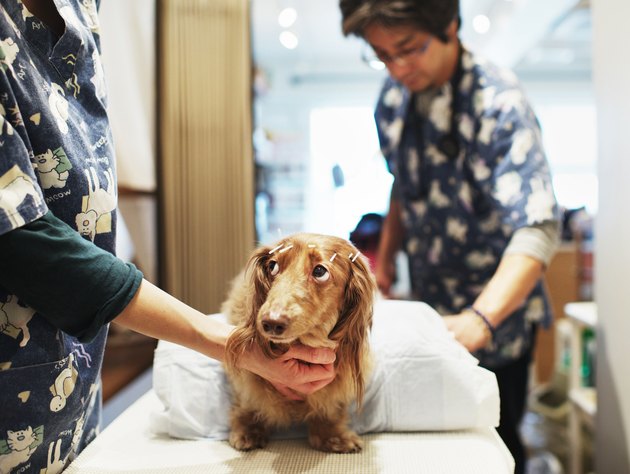 Japanese Dogs Treated By Owners