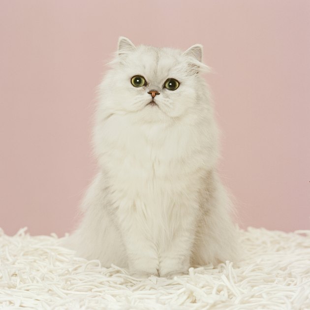 Persian cat sitting on white rug, close-up