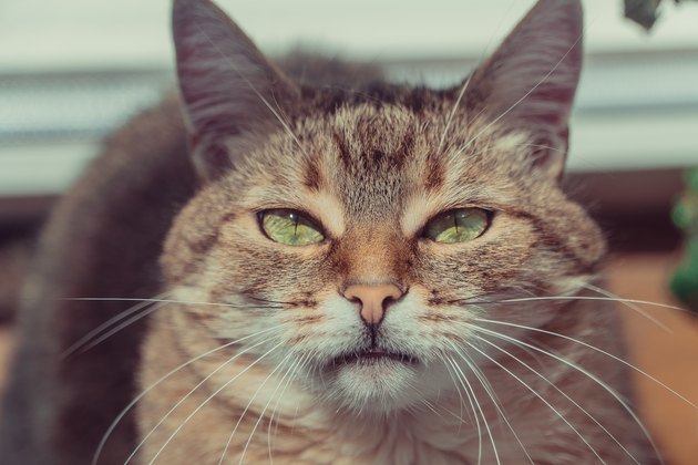 Cat. Portrait of a cat with insolent eyes