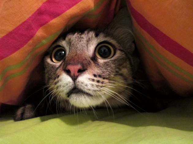 Intrigued Cat Under a Blanket