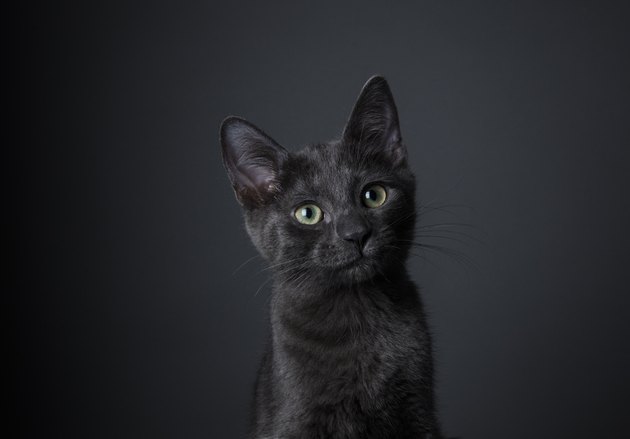 Stunning Black Kitten - The Amanda Collection