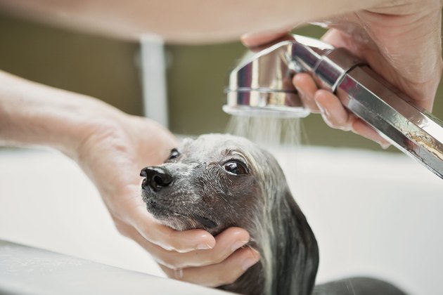 Dog Bathing