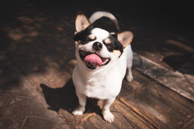 portrait of a cute little dog looking like she is smiling