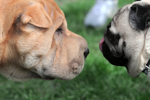 dogs meeting