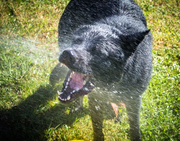 German shepherd dog drinking water from a water hose