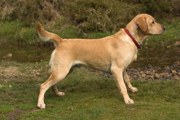 Dog waiting for stick to be thrown