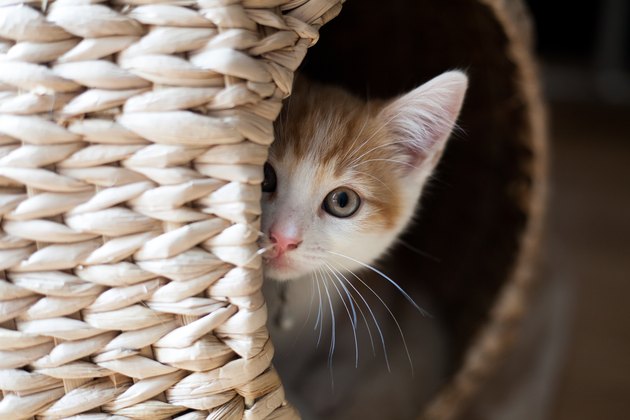 cat in a wicker pod looking out at camera