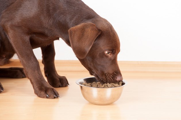 Close-Up Of Dog Eating Food From Bowl