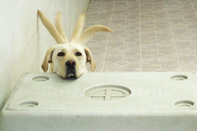 Yellow lab resting head on crate wagging tail