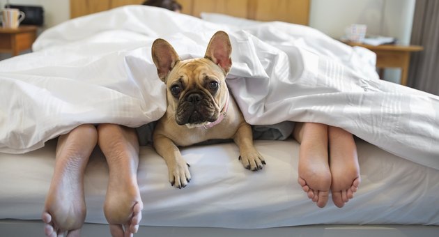 Dog laying under covers with couple
