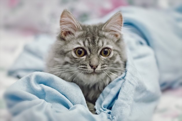 Playing small cute kitten on sofa with blue scarf