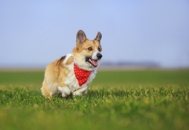 red Corgi dog puppy Pembroke runs merrily across a green meadow open mouthed on a Sunny spring day
