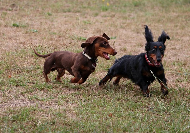 two dachshunds chasing each other