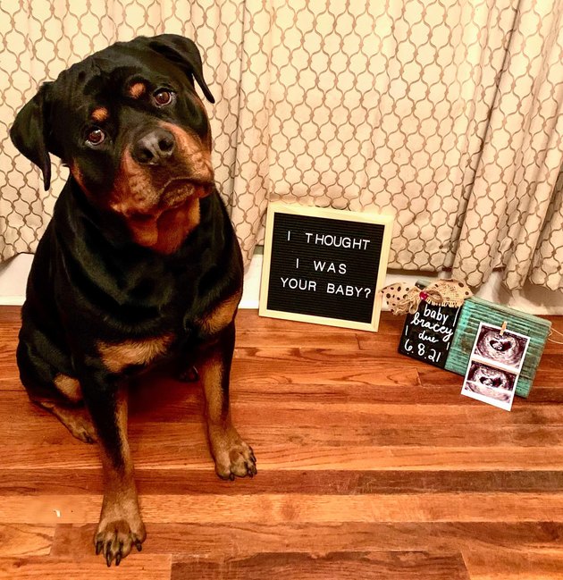disappointed dog poses with letterboard