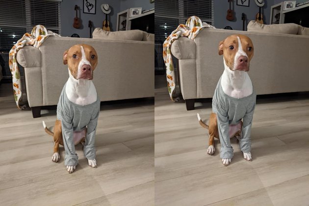 dog wearing shirt