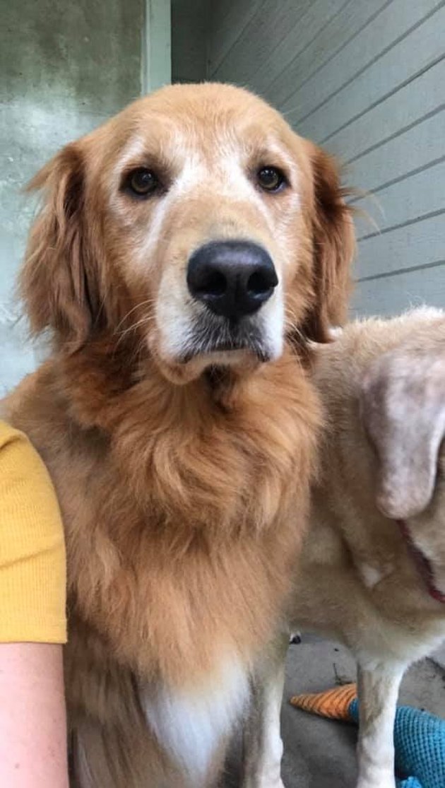 golden retriever is disappointed