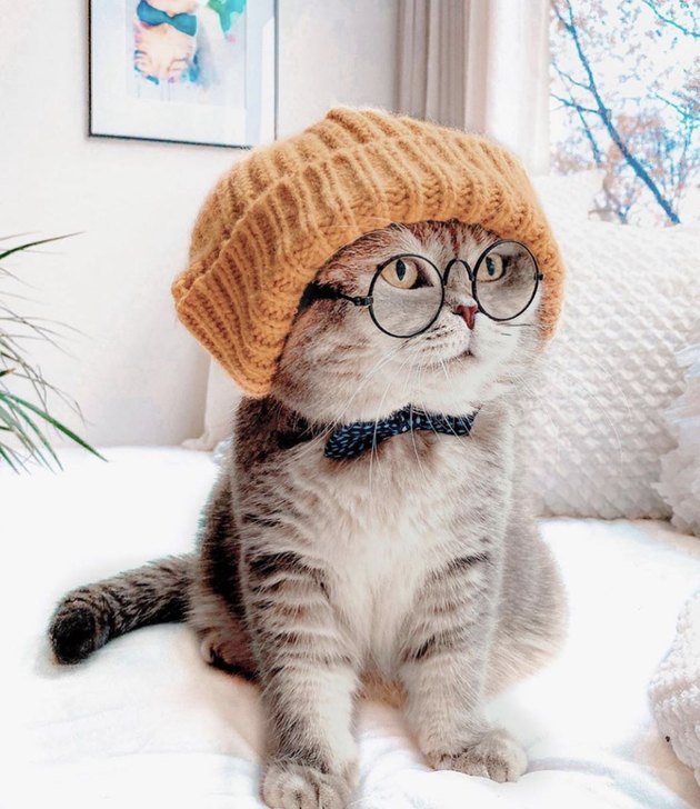 16 Cats & Kittens Looking Cute in Hats | Cuteness